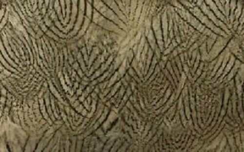 Silver Pheasant 25 x Super Selected Feathers