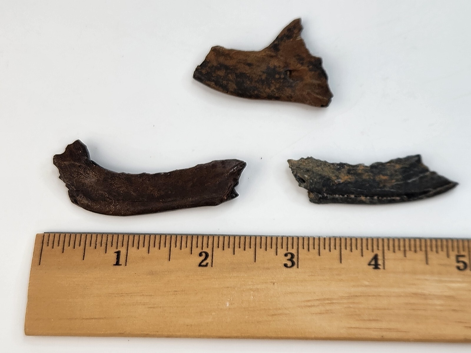 Mammal Jaw Fossil - Florida - Pleistocene Ice Age - 1 Per Purchase