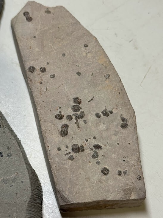 PERONOPSIS FOSSIL FIVE MULTIPLE TRILOBITE PLATES #6