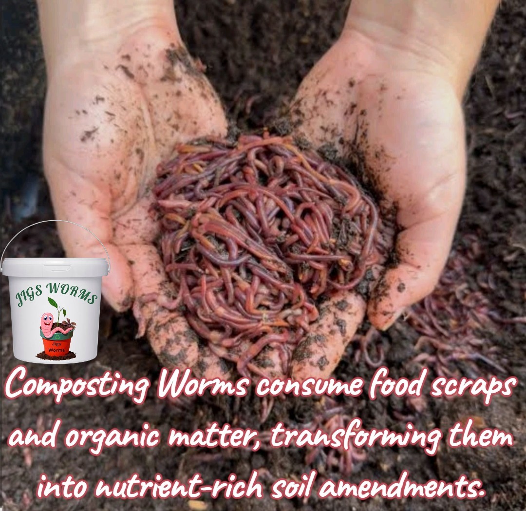 (JIGS) LIVE Red Wiggler Composting Worm Mix Approx 1,000 (1 LB) Voracious Eaters
