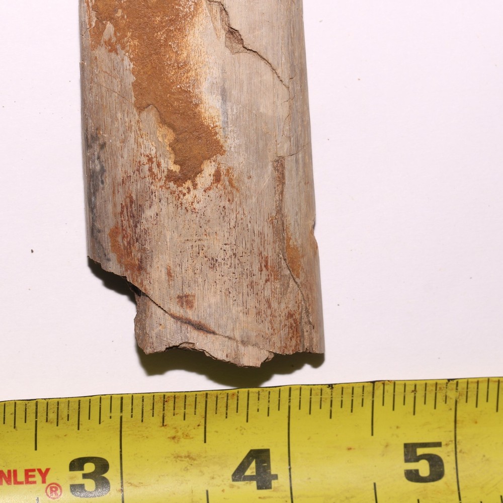 Dinosaur Rib Bone Section - Authentic Fossil - Hell Creek Formation Cretaceous