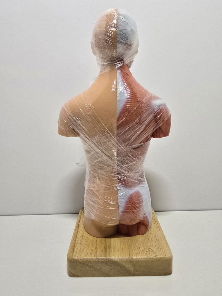 Evotech Mini Human Torso 10 inch Science Learning School