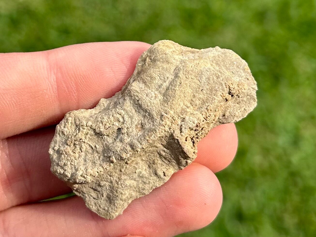 Alabama Fossil Starfish Cast Mississippian Trilobite Age Bangor Limestone Fm