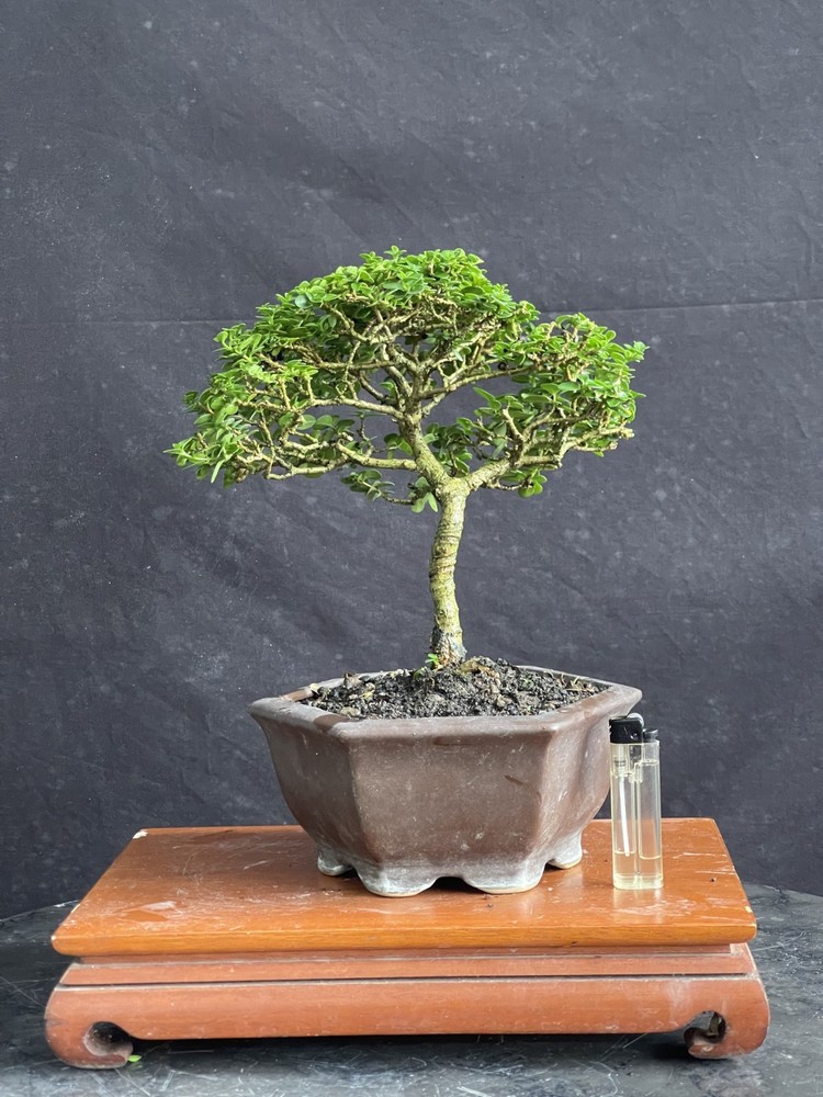 Premna Microphylla Living Tree Bonsai Tree