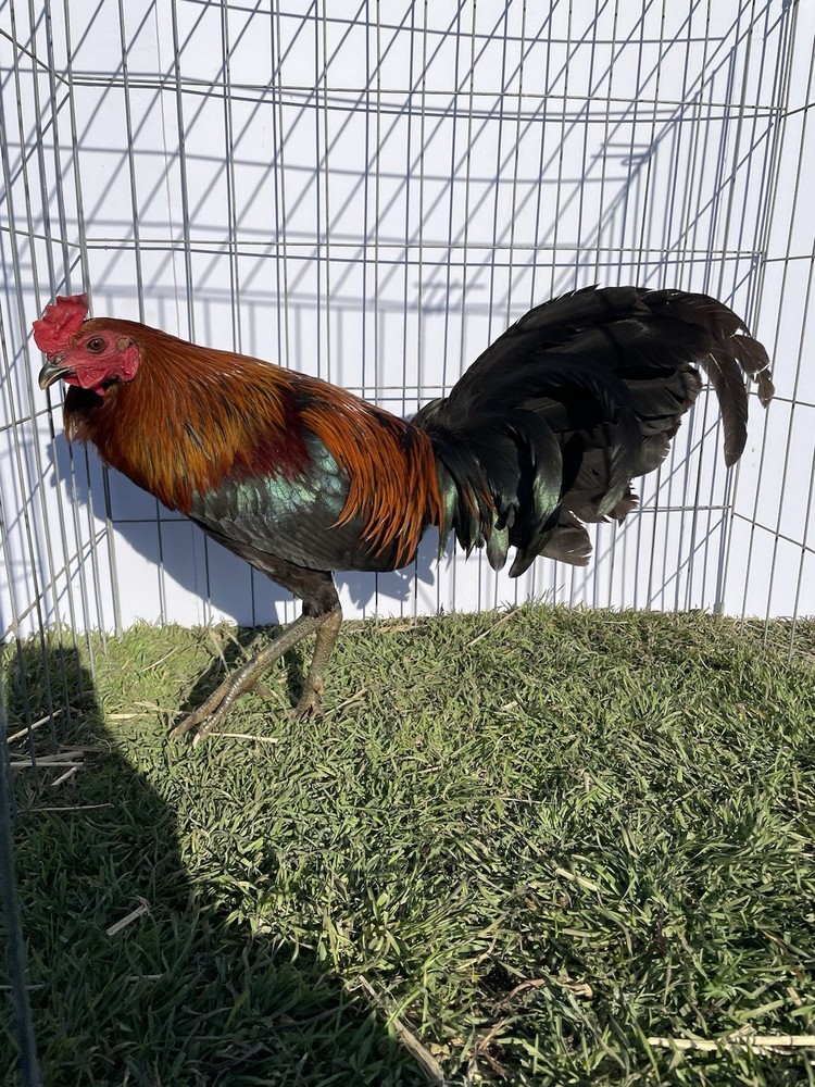 DoubleHFarm|| Fertilized 12 Hatching Eggs