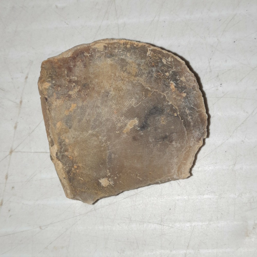 Edrioasteroid Fossil