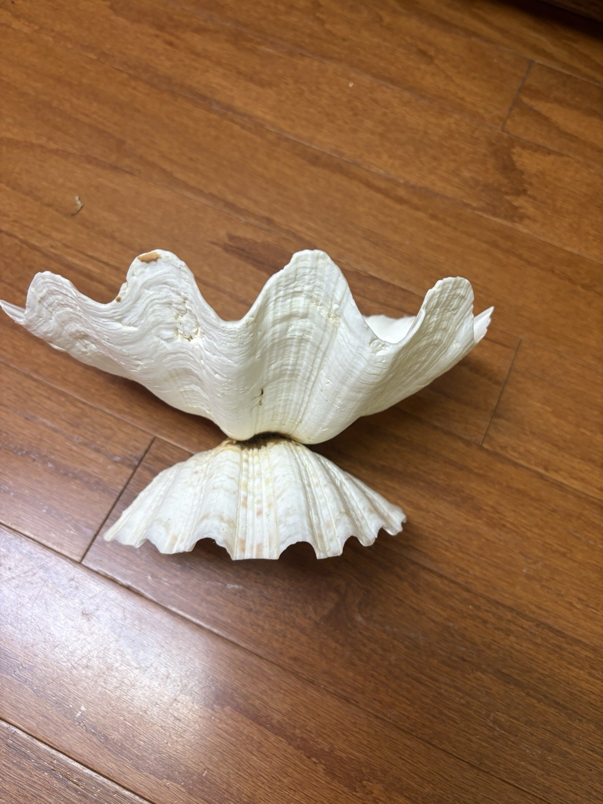 Tridacna Clam Shell Dish Trinket Soap Dish Centerpiece Display 9” Wide