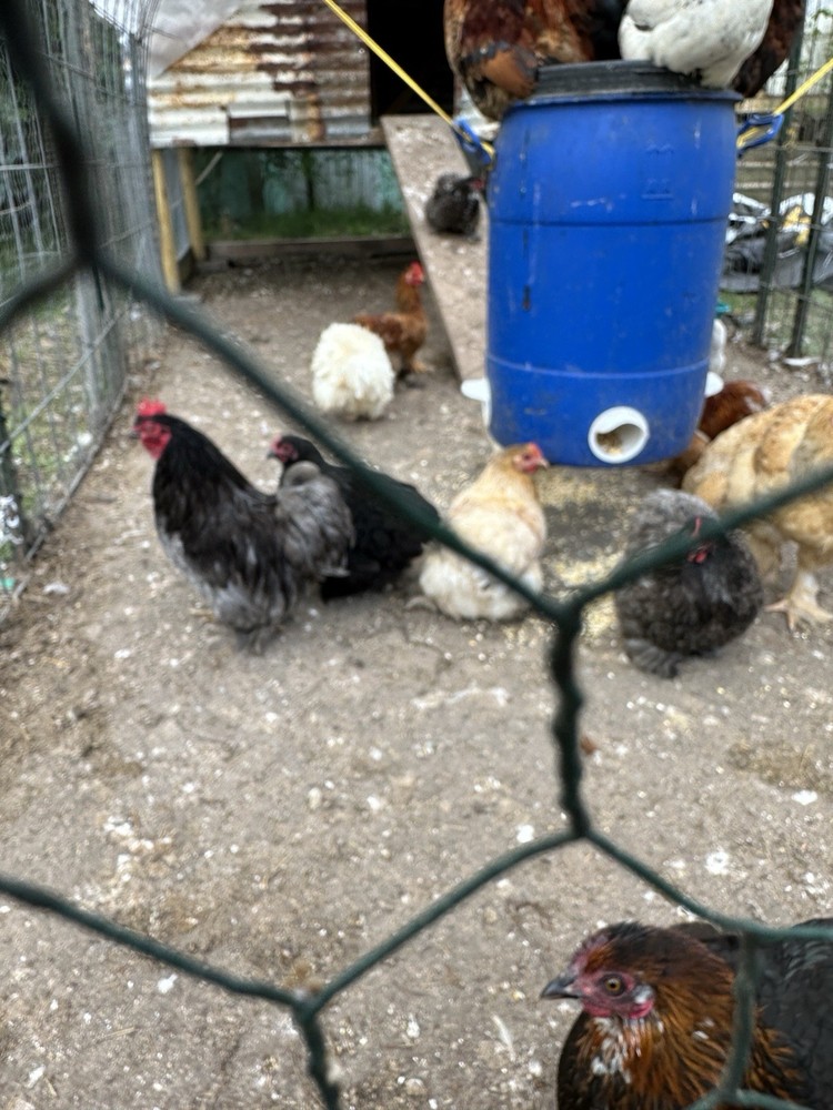 Bantam Cochin Fun Pen