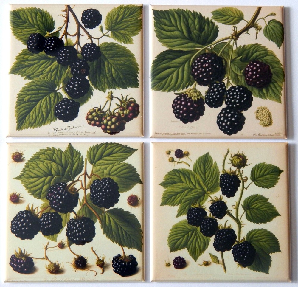 Blackberries FRIDGE MAGNET Set "style B"