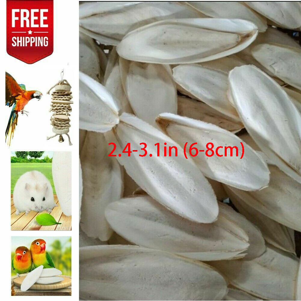 10/20X 2.4-3.1" Cuttlebone for Birds Parrot Chewing Cuttle Bone for Sharp Beaks·
