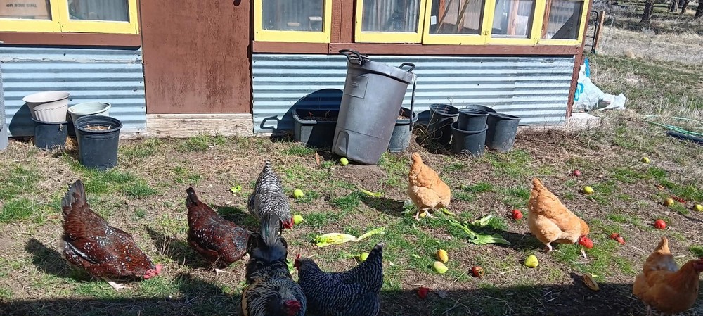 14 Hatching Chicken Eggs Plus 2 Ducks Eggs