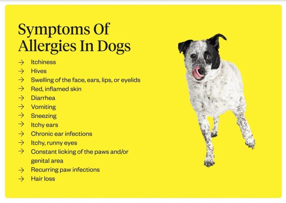 ALLERGY SOLUTION FOR PETS - 120 Capsules - Made in USA