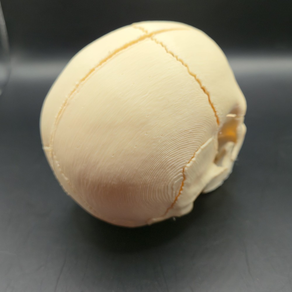 Tiny Human replica mini Skull 3D Print anatomically correct Gag gift 3"