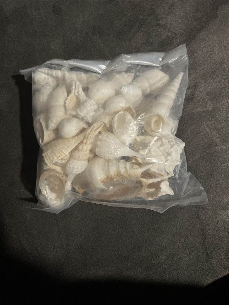 Sea Shells - White Real Mixed Beach Seashells 1 Lbs
