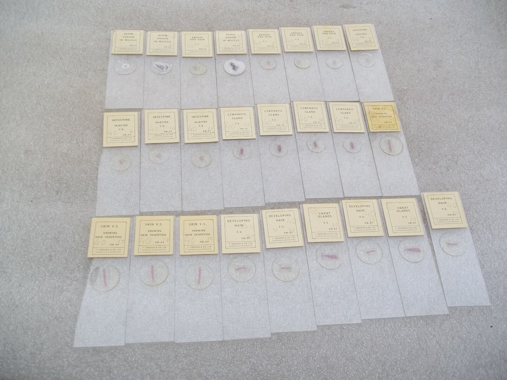 Vintage Glass Microscope Slides -