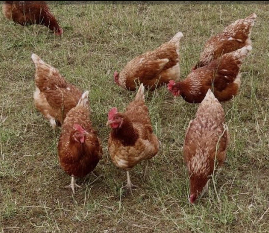 12 ISA Brown Chicken Hatching Eggs.NPIP/AI certified