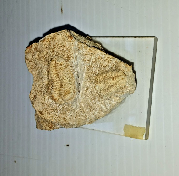 2 Trilobite Fossil