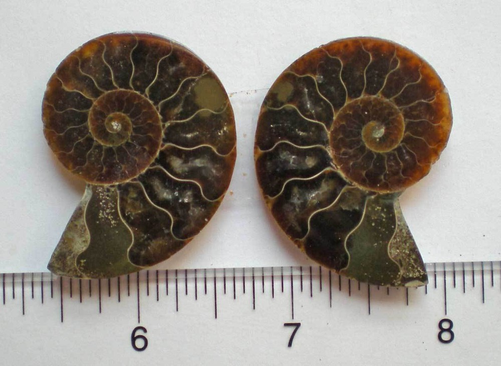Opalized Ammonite Specimen from Madagascar r976g
