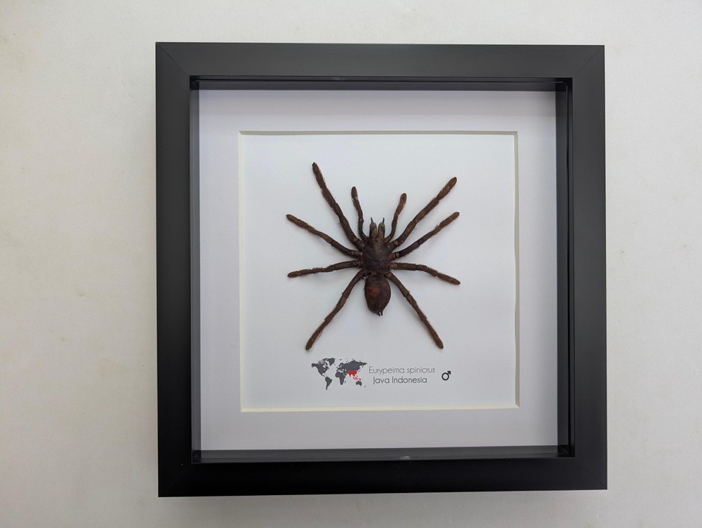 Tarantula eurypeima spinicrus from indonesia big size, frame 8" x 8"