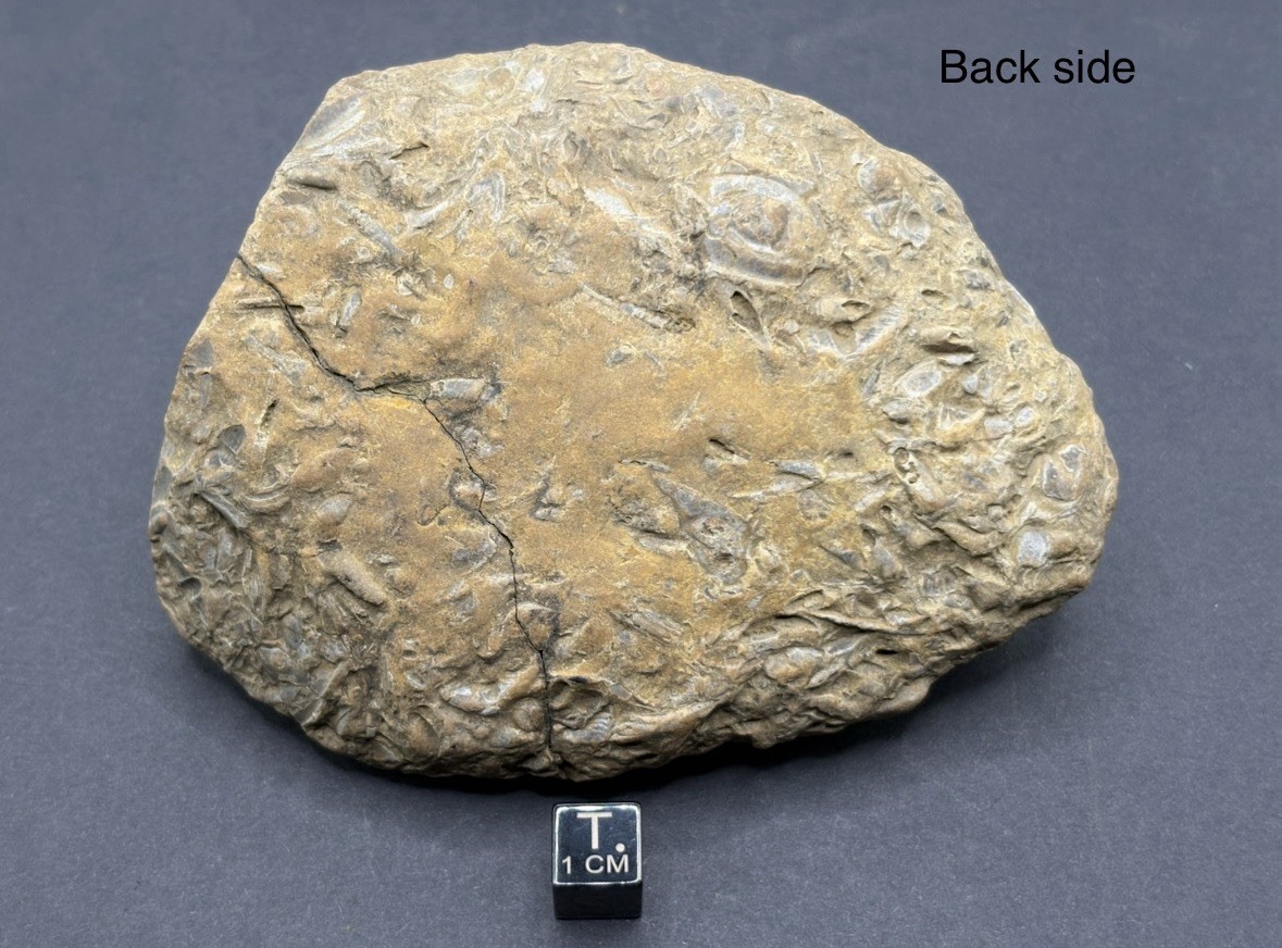 Trilobite Fossil Lot on Matrix-Conasauga Formation, Floyd county, Georgia.