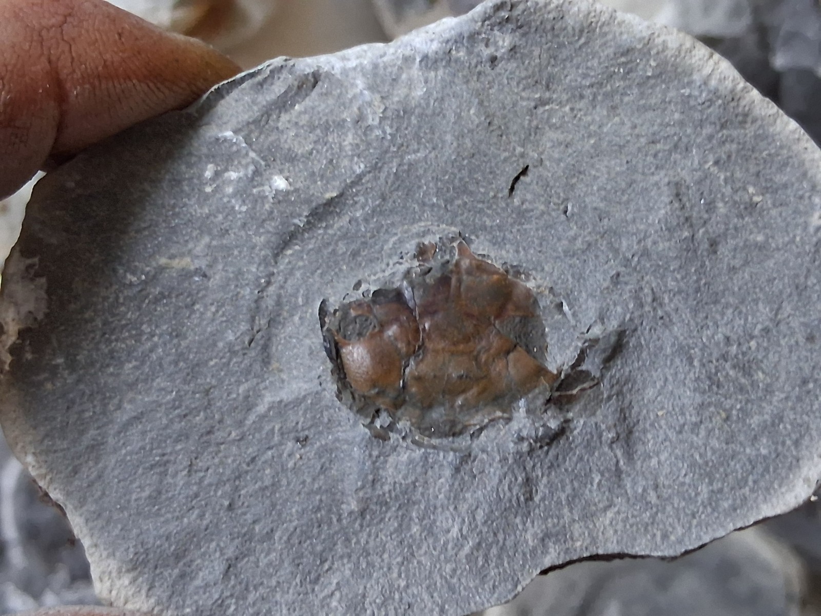 15 Unfinished Crab Fossil Lot Washington State