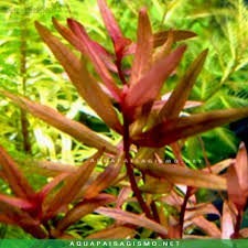 Ammania Senegalensis (In 2 Inch Pot)