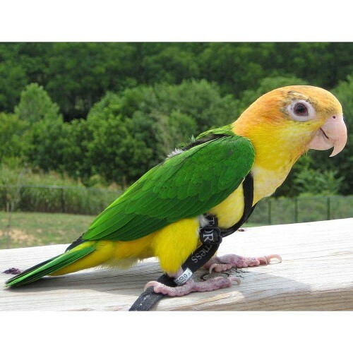THE AVIATOR PARROT HARNESS & LEASH - EXTRA SMALL - GREEN