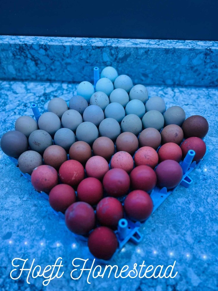 Auction for 12+2 Rainbow Egg Mix – Color-Packed Hatching Eggs