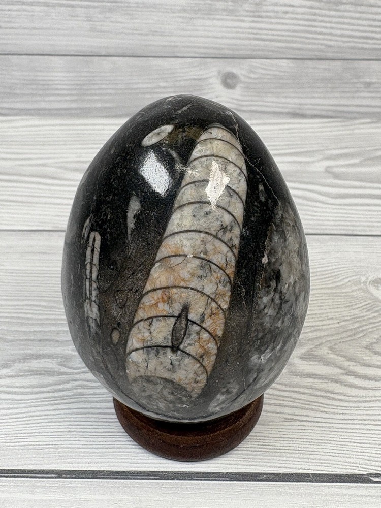 Orthoceras Fossil Stone Egg 8cm Devonian Moroccan Specimen