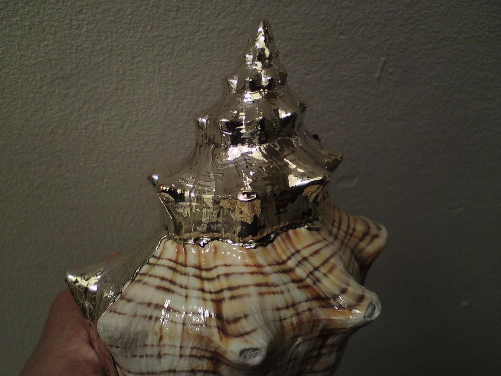 Shankha Silver overlay mounted seashell trapezium horse conch shell