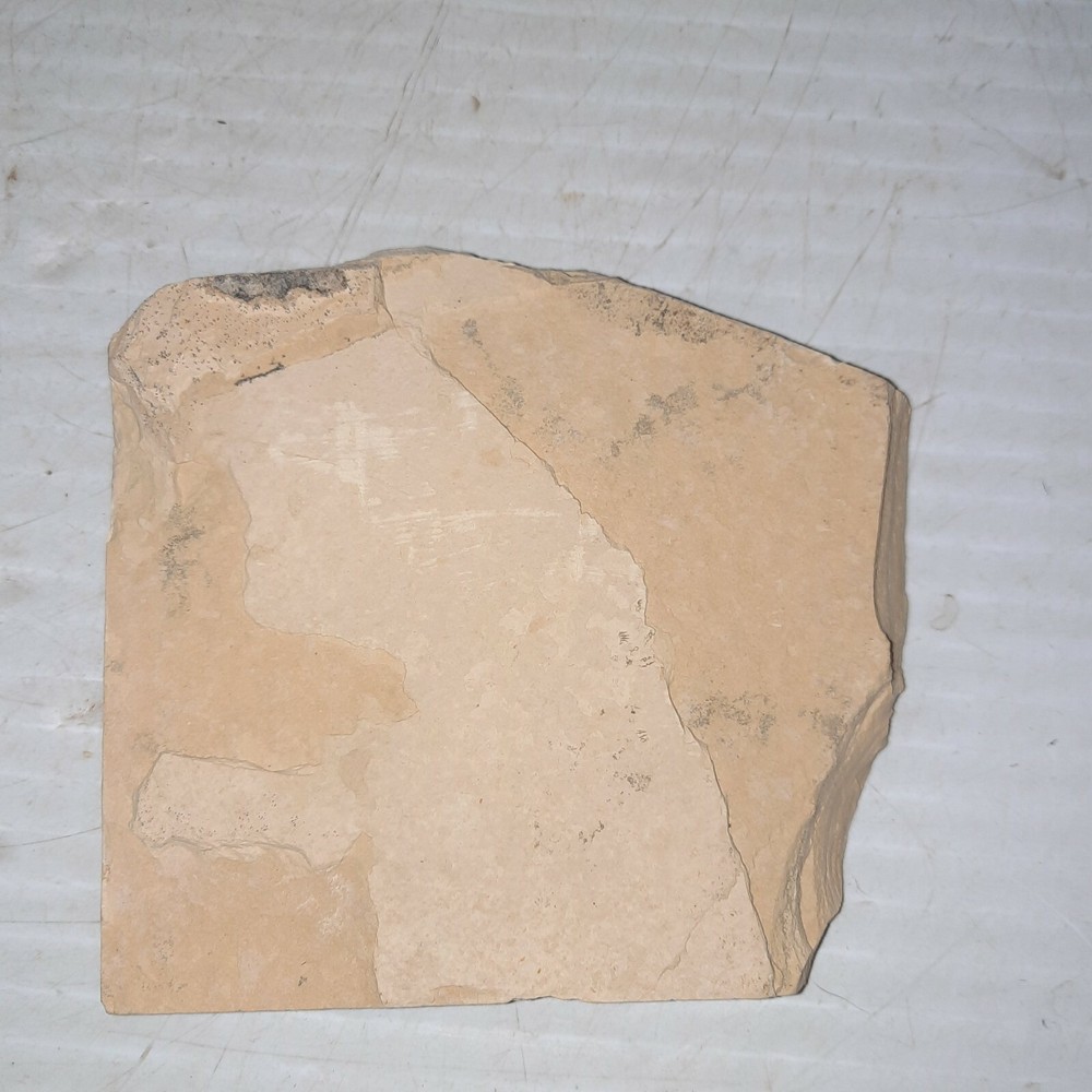 Fossil Fish Plate with One Fish and a Partial Fish