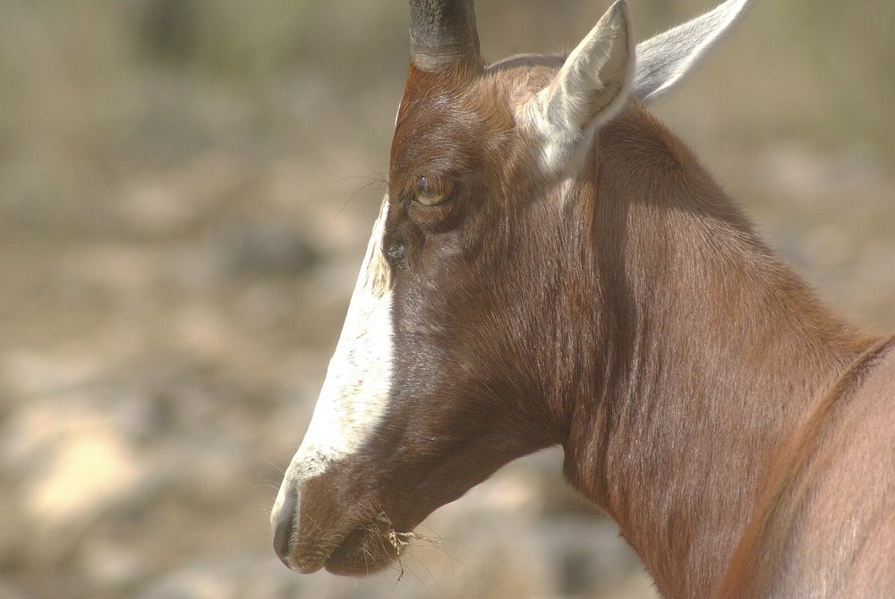 Blesbok Taxidermy Reference Photo Cd
