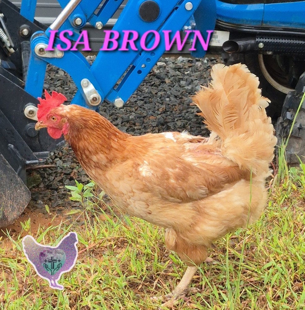 🐥🐣10+2 PICK YOUR COLOR Barnyard Mix🐣🐥