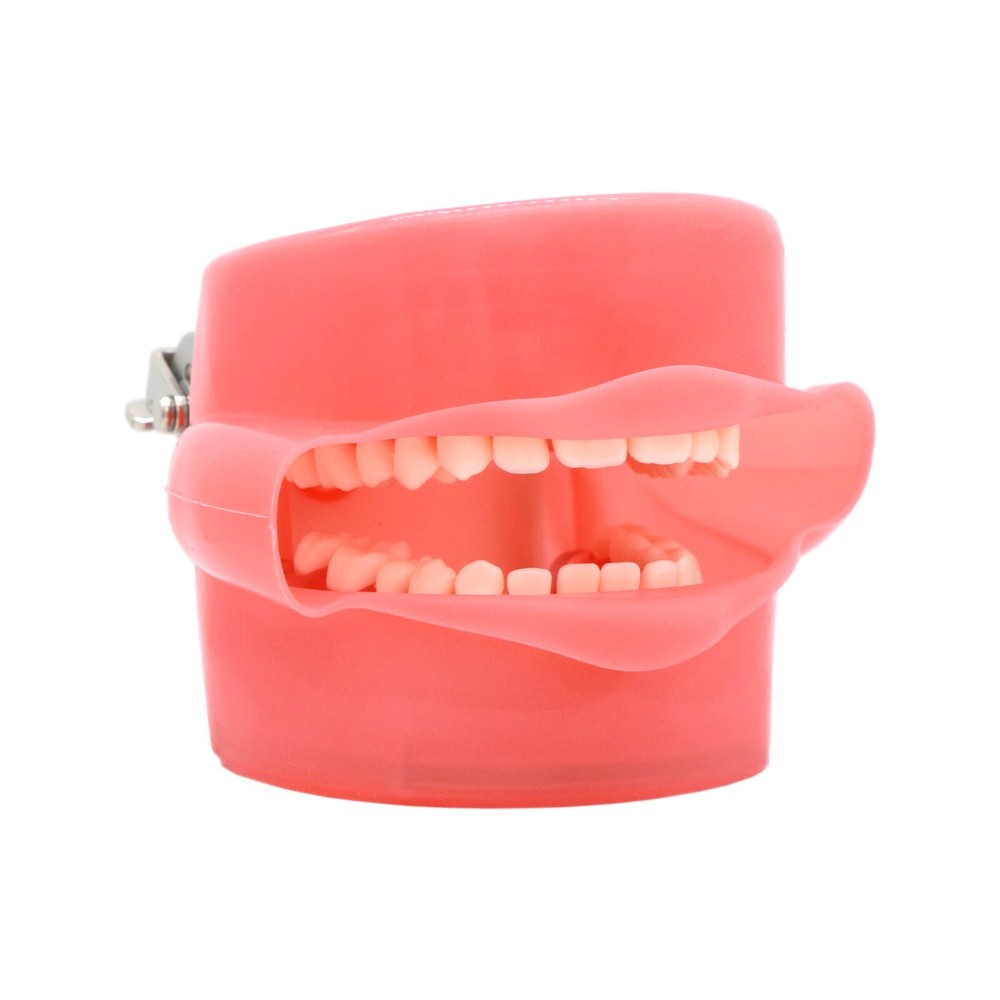 Dental Typodont Practice Study Standard Teeth Model Soft Gum Simulation Cheek