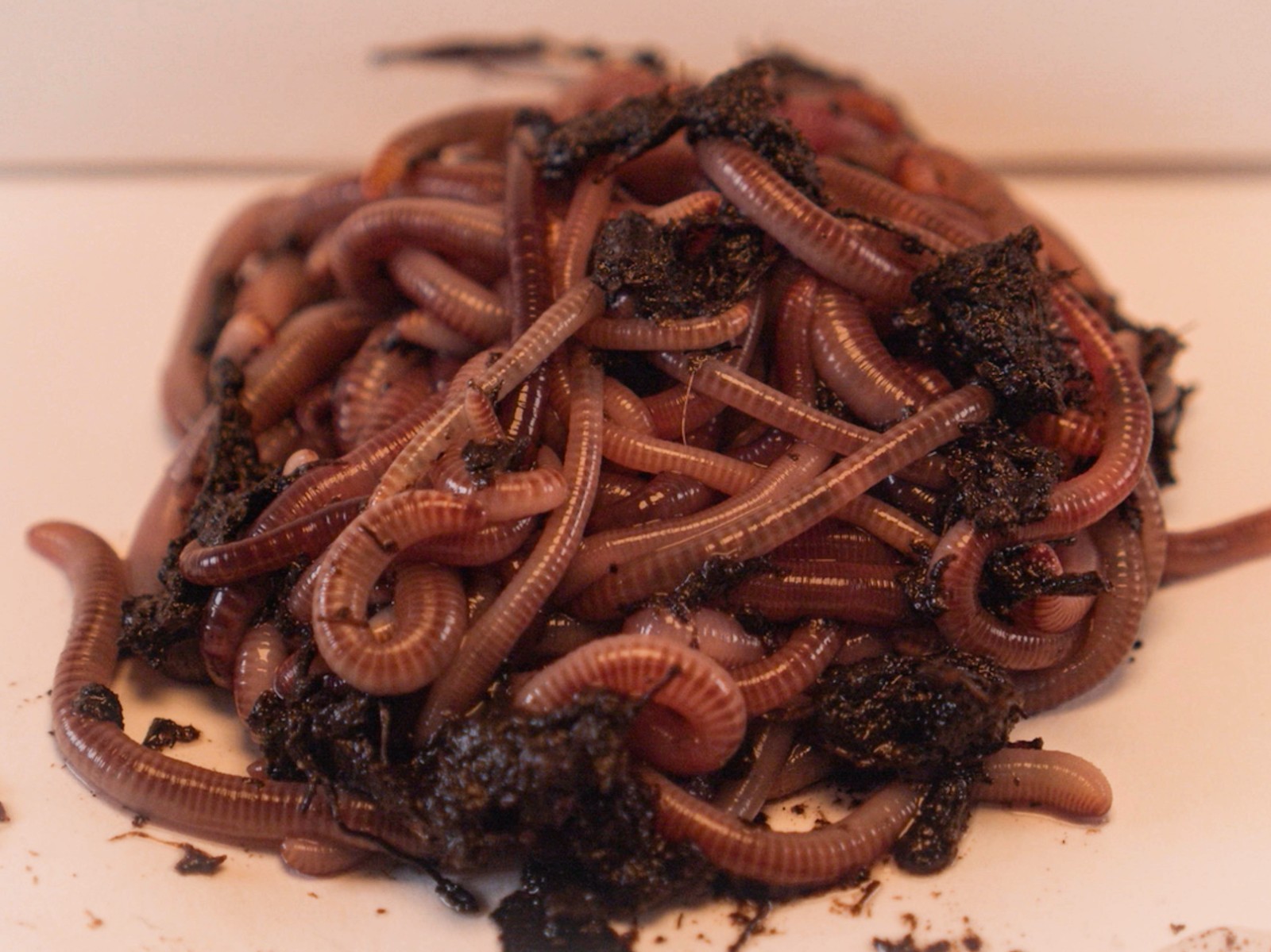 1/2lb 500 Ct Live Red Wiggler Composting Worms - Eisenia Fetida-live delivery