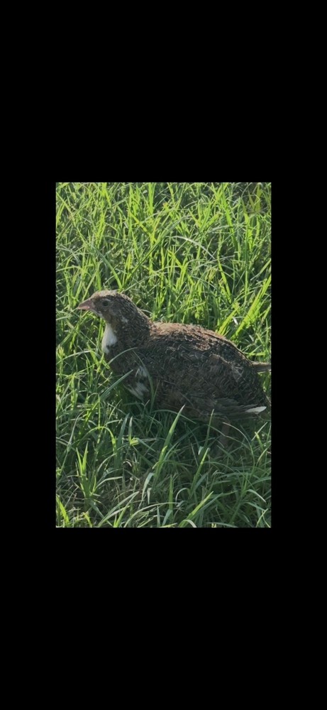 10+ Assorted Rare Celadon Blue Mix Coturnix Quail Hatching Eggs