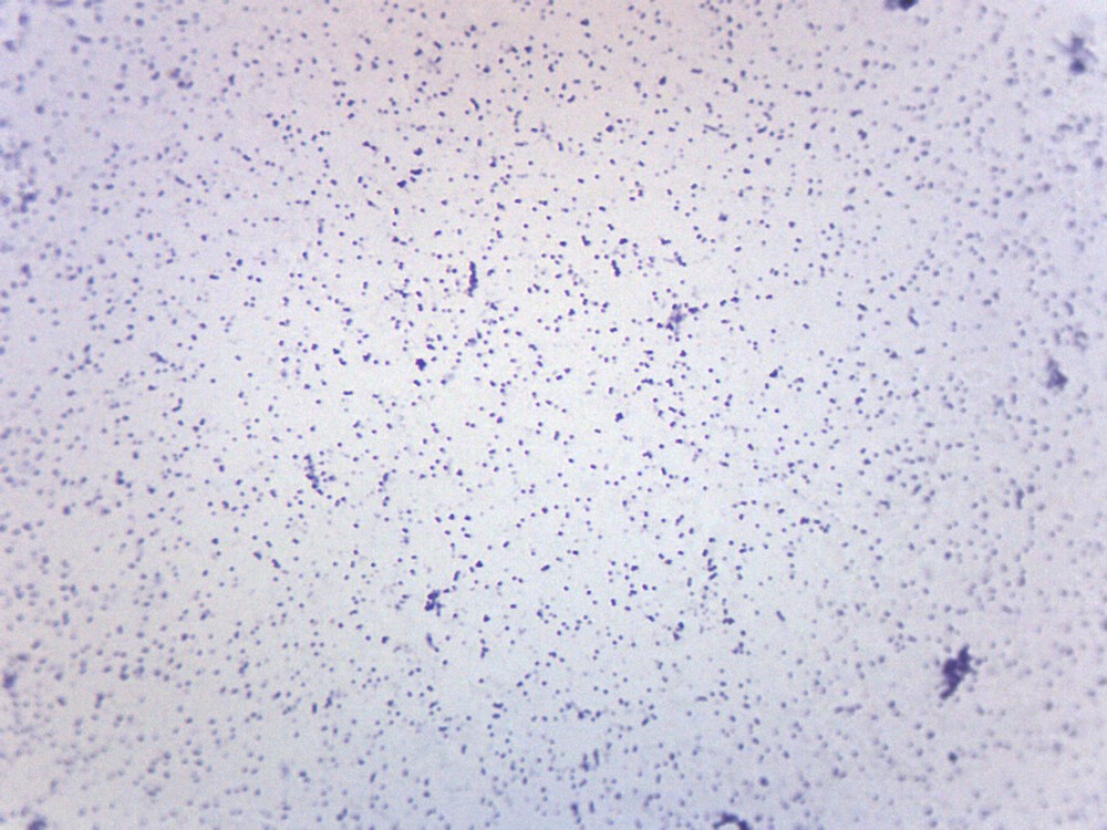 Staphylococcus Aureus - Gram Pos. - Prepared Slide - 75x25mm - Eisco Labs