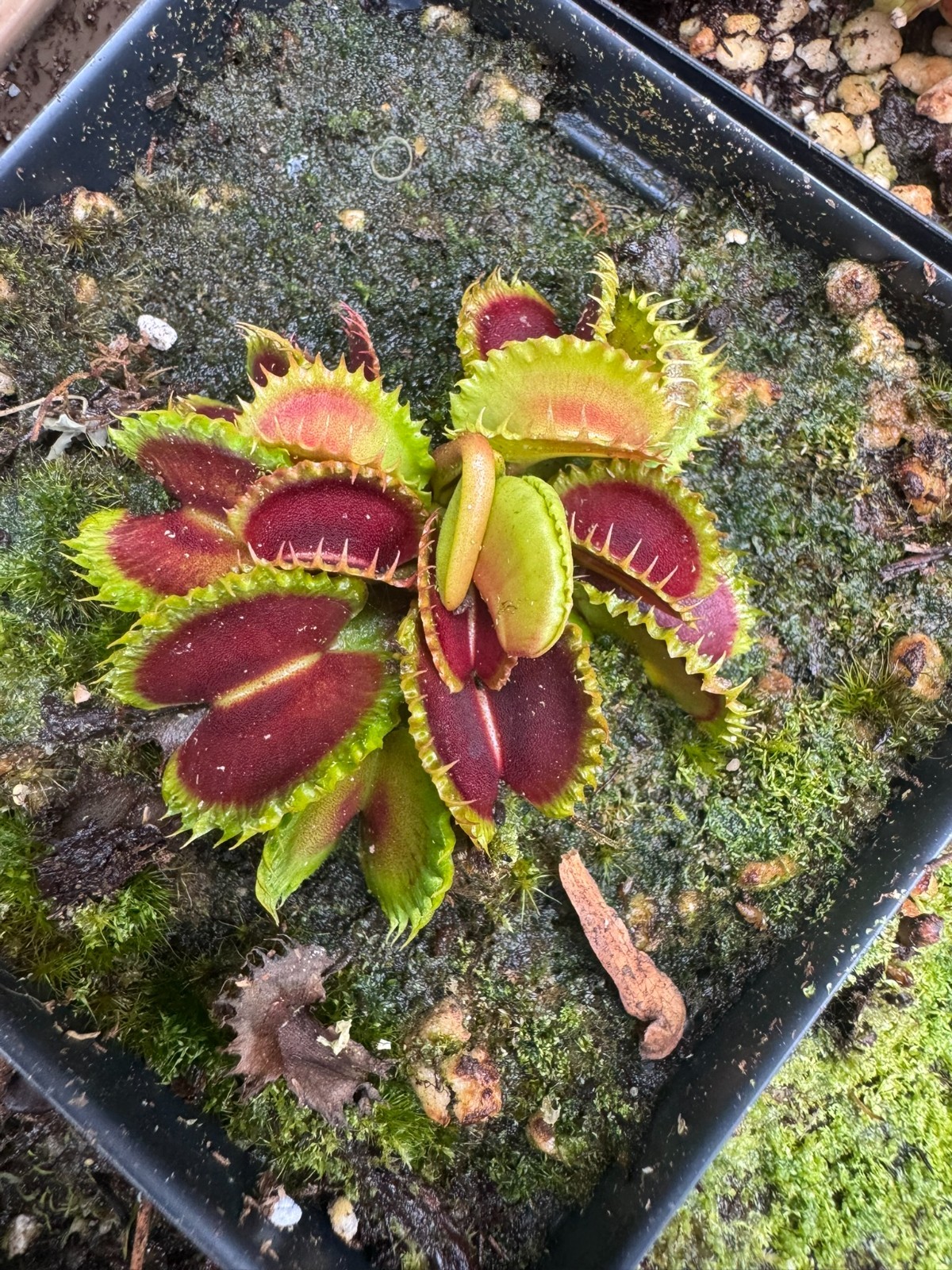 Venus Flytrap 'Chinese Dumpling' plug (Dionaea Muscipula) - Carnivorous Plant