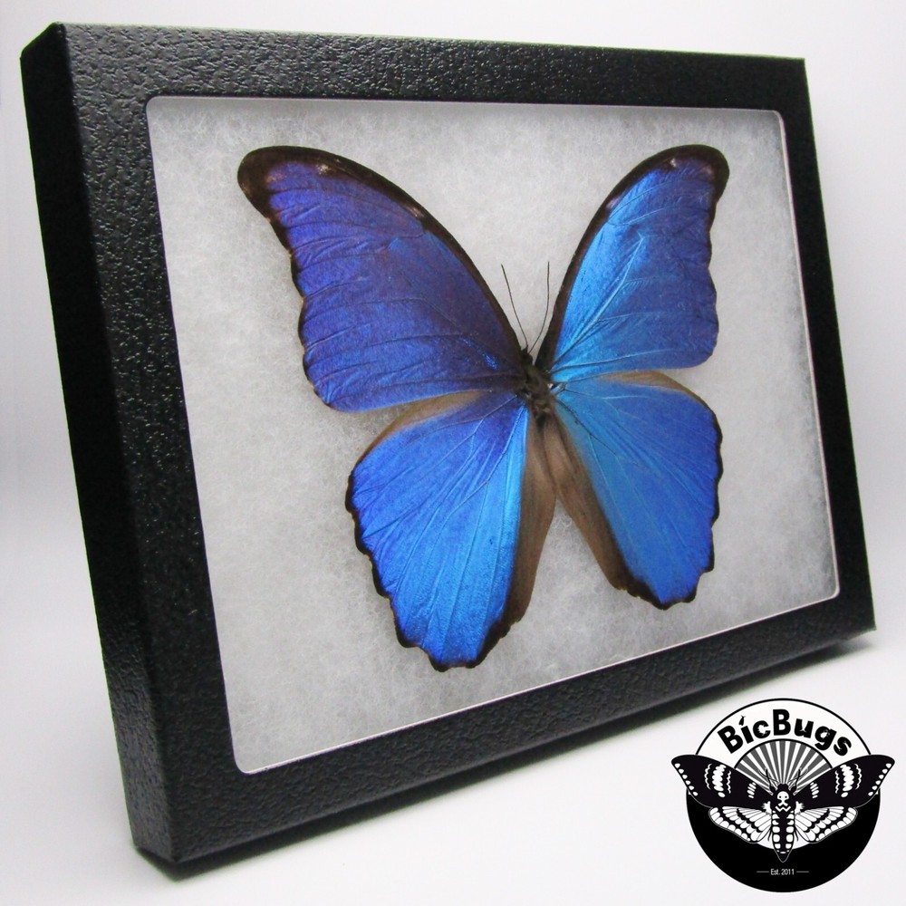 Morpho didius REAL FRAMED BUTTERFLY BLUE PERU