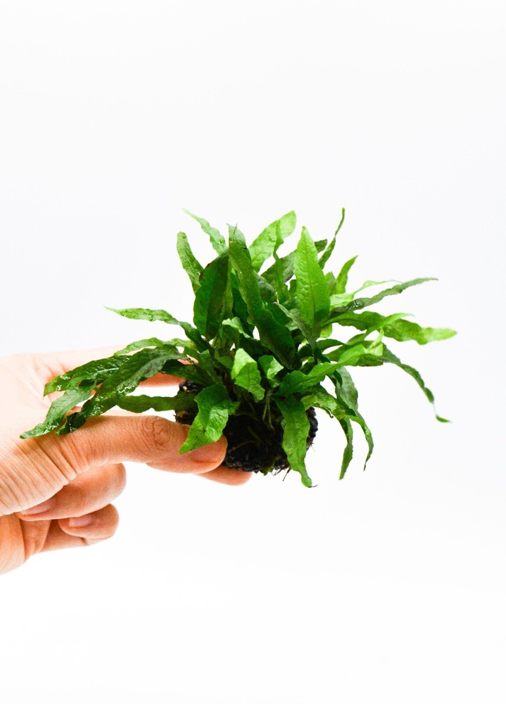 Java Fern 'Petite' (Microsorum Pteropus) on Nutripad - Live Aquatic Plant