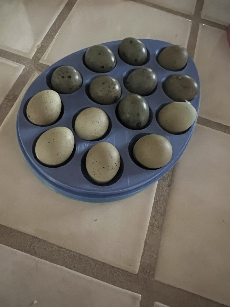 Button Quail Hatching Eggs 16 Eggs