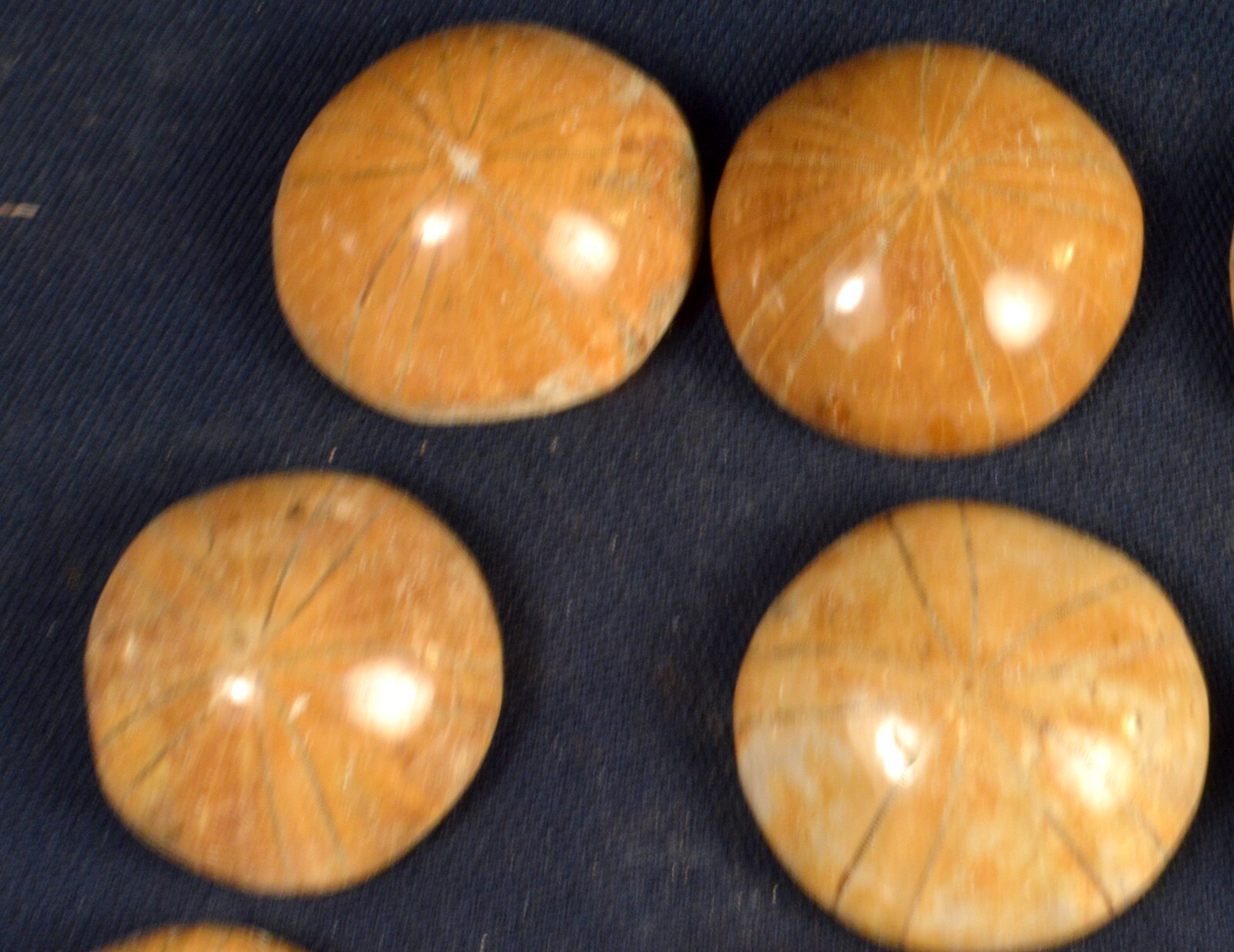 #11,993 Echinoderm Fossil (Sand Dollar) - Madagascar [ONE PIECE ONLY]