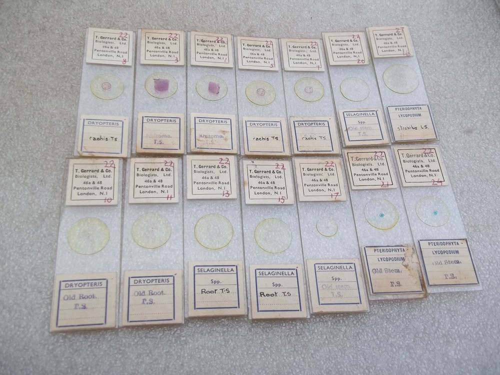 Vintage Glass Microscope Slides -