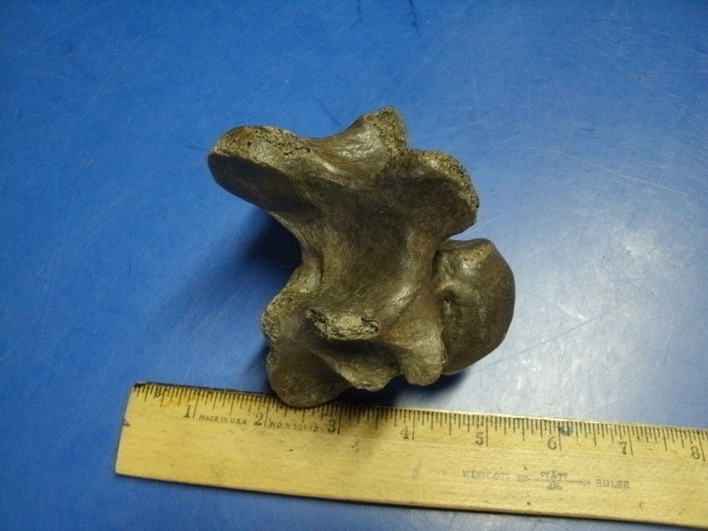 FOSSIL BISON VERTEBRA FROM KANSAS