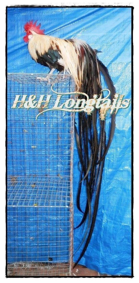 6+ Assorted color Phoenix longtail Chicken hatching eggs L@@K!