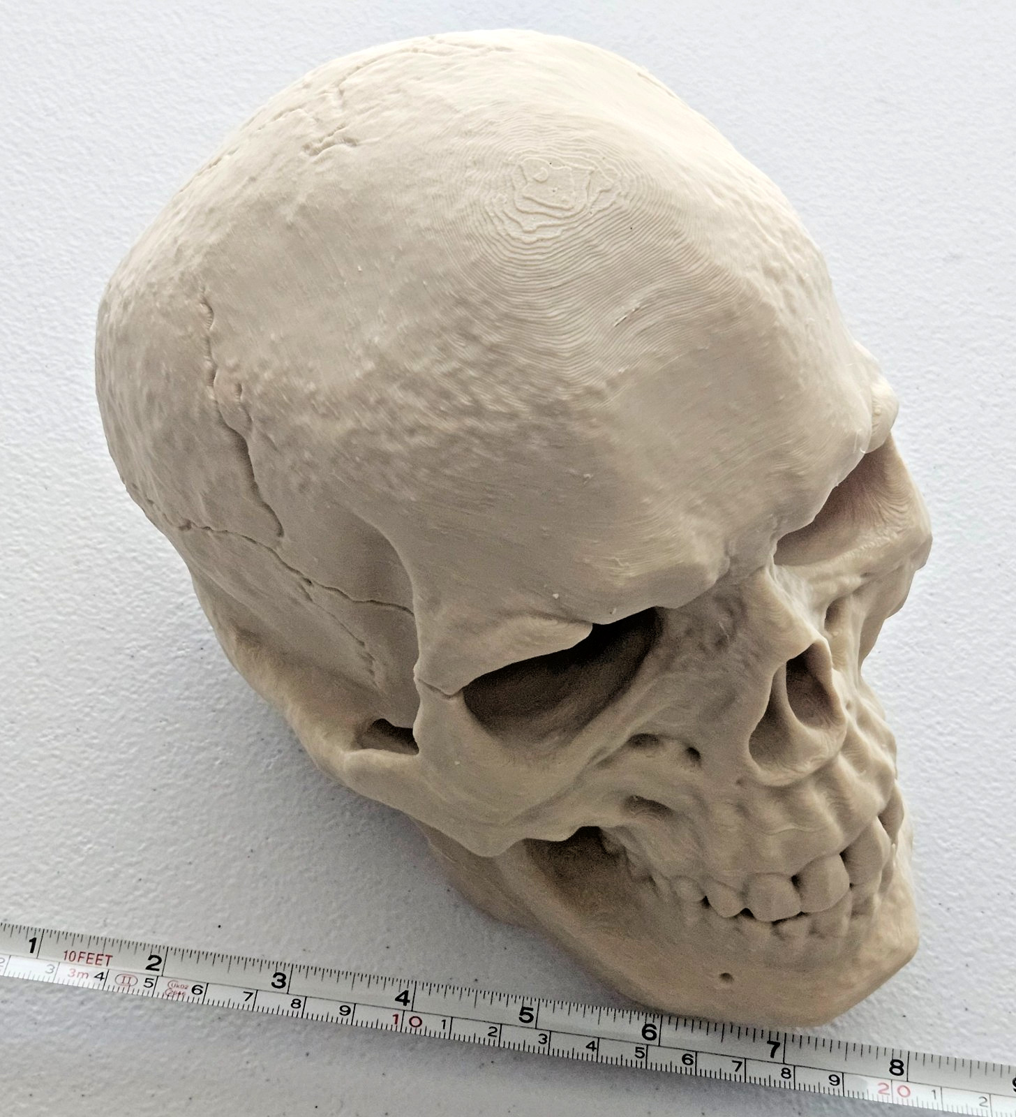 Large 3D Printed Human Skull 8 inch • Bone Color • Realistic Artistic Model