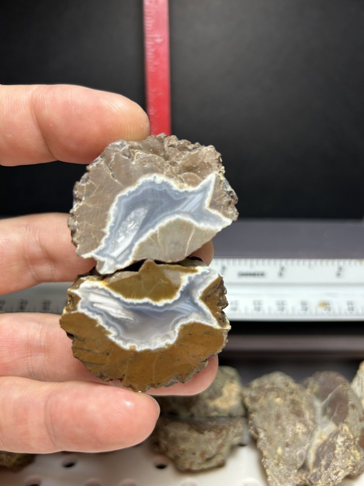 Thunder eggs /cut/3.16 Pounds