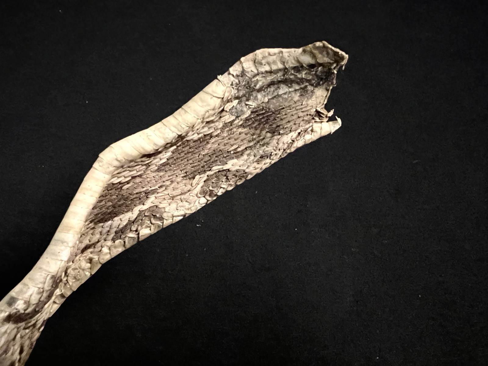 Rattle Snake Rattles & Dried Skin