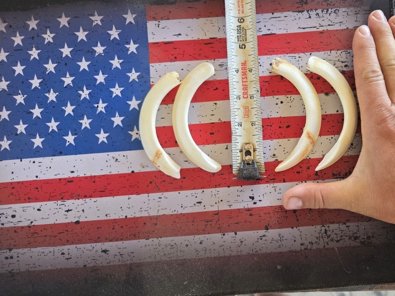 Wild Boar Tusk From Texas