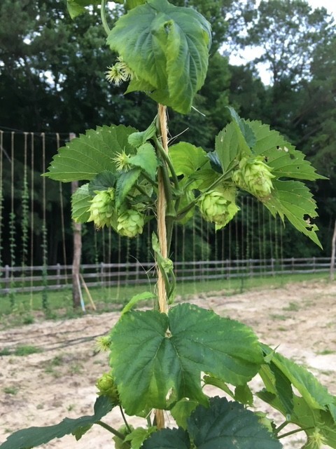 Whole Leaf Hops - Cascade - Home Brewing or Tea (one pound package)